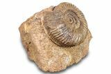 Jurassic Ammonite (Parkinsonia) Fossil - Sengenthal, Germany #279278-2